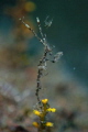 Skeleton shrimp