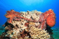 Mating octopus sitting on coral.