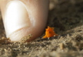 This super small juvenile frogfish crosses the path of this divers finger, providing great scale to its size