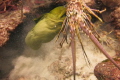 Moray eel eating a lobster