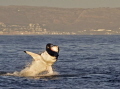 A great white takes a seal in False Bay, South Africa.  A once-in-a-lifetime predatory event I was very fortunate to see, let alone capture, in the wild.