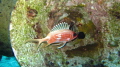 just a cute squirrel fish in a blow horn on shipwreck