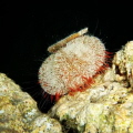 pin cushion night dive red sea fuji finepix f50fd 
