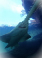 Smalltooth Sawfish