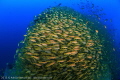 A huge school of Yellow goatfish at a Brazilian shipwreck Taurus.