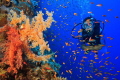 Diver swims alongside colourful soft corals.