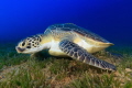 Turtle eating seagrass