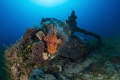 This little engine wreck from world war 2 sits by its self on a sandy bottom at around 20 meters. I used a Nikon d7100 with toknina 10-17 mini dome and 2 x inon strobes,and nauticam housing. F6.3- 1/160 iso 200