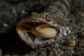 This lizard fish had his mouth full with Nemo. I found it in Lembeh. Taken with a d80, 105 vr,Ikelite housing and 2 X inon flashes. F18-1/125. ISO 320