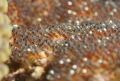 Apo Island in Dumaguete Philippines, I find the egg of a clown fish