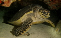 Taken during night dive in the British Virgin Islands