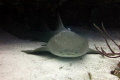 Nurse Shark resting