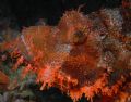 Saved by a whisker! Scorpion fish; Sea & Sea DX8000G, YS-90 strobe; Wakatobi Dive Resort