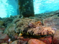 Under the jetty at Taba, this Crocodilefish looks easy to see, but another photo from a metre away barely shows the fish.