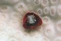 Blenny in bleached out coral in BVI. 2005. Nikon D70, macro lens,DS125 substrobe.