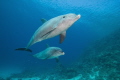 Pair of dolphins swim up close. Magic