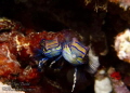 Mating Manderine Fish on Atmosphere Resorts house reef. Taken on my first ever sighting.