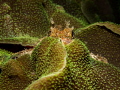 You can hide but ya' can't run....

Raggy Scorpianfish - Scorpaenopsis venosa. Ang Thong Marine Park, Thailand. EM5-250-f14-iso200-Oly 12-50mm @ 43mm Macro-Inon D2000