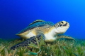 Turtle looks up from feeding