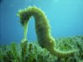 Sea Horse in Sea Grass (site in Egypt but not mentioned here to preserve species)