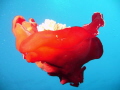 Free swimming Spanish Dancer at 20m on house reef at Taba - unusual sight for October.