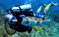 An instructor from Dolphin Dive -- in Little Corn, Nicaragua -- checking out a puffer fish.