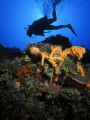 CFWA Photo of a diver along Santa Rosa Wall Cozumel,Mexico. Taken with a NikV.