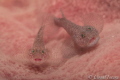 Biglip Ghostgoby
Nikon D800 Seacam Dual Strobe
105mm, ISO 100, f20, 1/250th — with Yorko Summer at Liberty Dive Resort Tulamben.