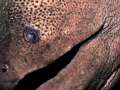 Smile! It's the weekend. Giant Moray Eel - Gymnothorax javanicus. Sail Rock-Thailand-EM5-NAEM5-250-f8-iso200-Oly 12-50mm @ 43mm Macro-Inon D2000