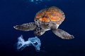 The similar appearance between plastic bags and jellyfish becomes a constant danger, as the turtles ingest them by mistake. Many of them die from asphyxia and from disease in their digestive system. This time we didn't let this eat the bag, but the o