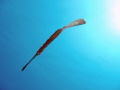 Had a brainwave for unique shot of Ghostpipefish when on the surface one evening, all I had to do, was find the fish again, get the camera on sand under it (without it swimming away) and take the shot with the sunburst just at the corner of the frame