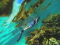 This shot is of my husband whilst we were snorkelling on Rottnest Island, Western Australia. I used a GoPro camera to take the shot.