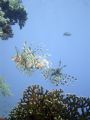 Lion Fish - Sharm