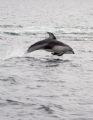 Whitesided Dolphin acrobat trying to steady on a moving boat with a pod of dolphins that is very hard to see when they will break the surface.