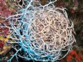 Basket Star - On the Eagle wreck dive in Islamorada, Florida Keyes.