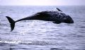 Rissos Dolphin Breach La Jolla California.