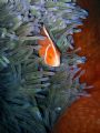 Clownfish nestled in sea anenome. Taken in Queensland Australia.