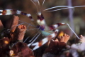 Banded shrimp carrying her eggs