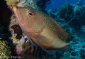 A coney in Grand Cayman.