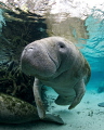 Manatee in the springs to keep warm