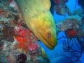 Islamorada - Florida on the Eagle Wreck dive. Olympus C-3030 with Sea&Sea DX-90 Strobe.