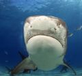 14 foot Tiger shark with her nose just inches from the dome before passing just over my head.