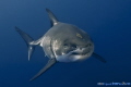 Great White Shark
Guadalupe Mexico