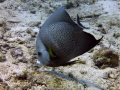 Grey Angelfish taken off the beach in Cozumel while shore diving