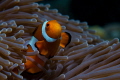 For those of you who have tried to shoot clownfish, you'll appreciate how many shots and trips it's taken me to finally get the shot I always wanted.