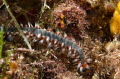 Hermodice carunculata at 15 m near Foça