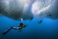 divers under the rolling sardine strom