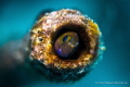 The artificial wreck on the Lumba Lumba house reef is a unique habitat for all the small critters. Wood, tubes, stones - you name it and it's there. 

This blennie was hiding i a tiny tube, 15cm above a Giant Moray Eel.