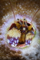 Coral Hermit Crab, portrait
