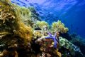 Wakatobi Reef Scene